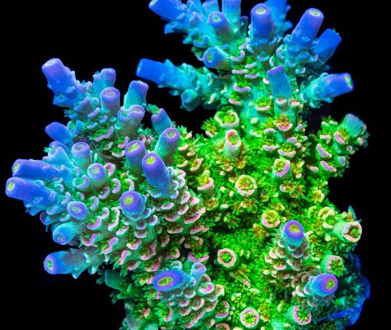 Cuidado del coral Acropora